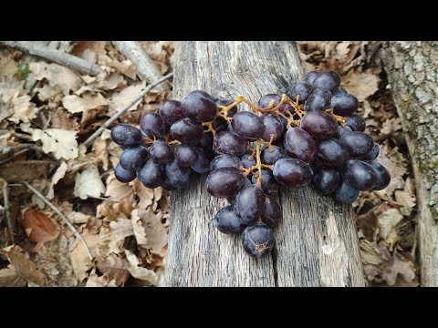 Sweet Sugranineteen grapes from South Africa (Vitis vinifera)