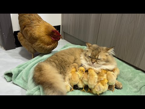 The hen suspects the kitten has stolen the chicks!The cat returned the chick to the hen.Funny cute????