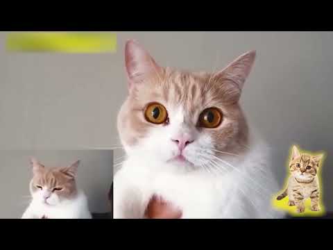 Orucunu Bozan Konuşan Pisiler 😱