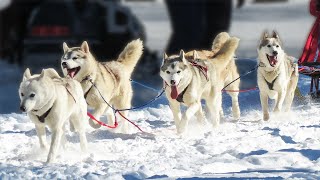 My Husky Can Run HOW Fast? | Siberian Husky Facts #shorts