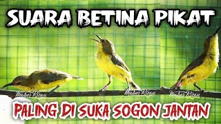 Download lagu PANCINGAN SOGON BETINA BIRAHI MEMIKAT SOGON JANTAN‼️#pancingansogonagarbunyi mp3