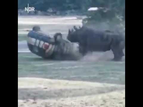 Rhino destroying a car completely