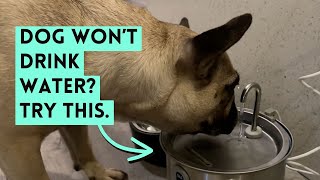 Dog Won’t Drink Water? This Fountain Bowl Finally Got My Dog Interested