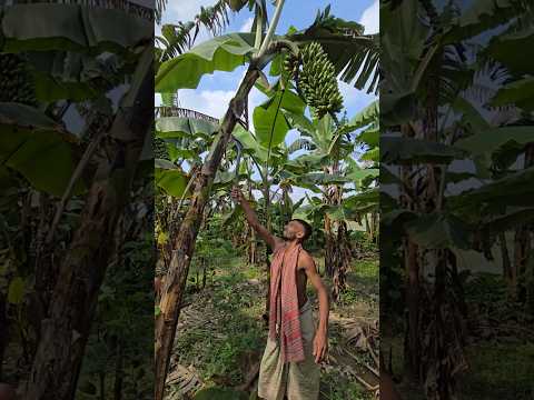 Funny  banana 🍌😱 part 2316 #shorts #viral #banana #satisfying #shortsviral #farming #bananacutting
