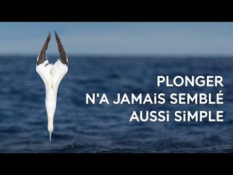 L'art du plongeon avec le fou de Bassan