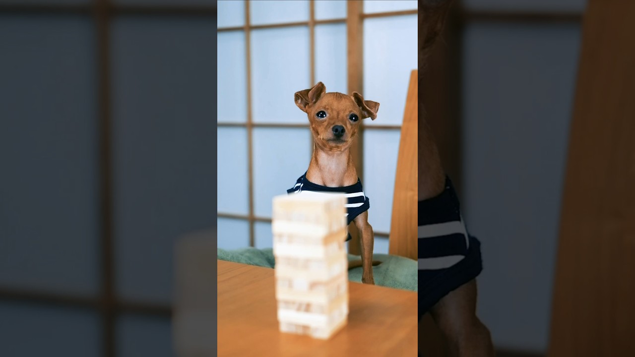 This is the SMARTEST dog in the whole Planet 🐕😱 #funny #usa