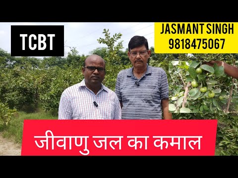 Soil positive through capsule culture || @TarachandBelji @tcbtterracegardening5188