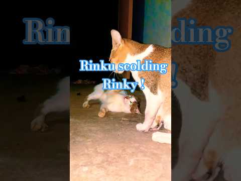 Cute Cat Videos Kitty Videos Rinku is angry with Rinki #catswithchitu #cat #shorts #funnycat