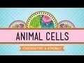 Documentary Science - Crash Course - Biology - Eukaryopolis - The City of Animal Cells