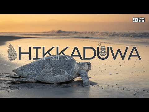 Hikkaduwa Beach  හික්කඩුව යෝධ කැස්බෑවෝ - Sri Lanka  | 4K ASMR