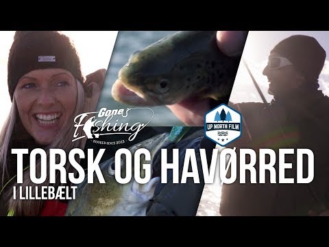 Torsk og Havørred i Lillebælt // Gone Fishing Lillebælt