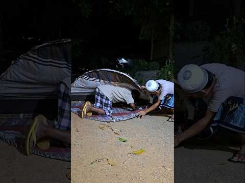 there are cute animals #videoshort