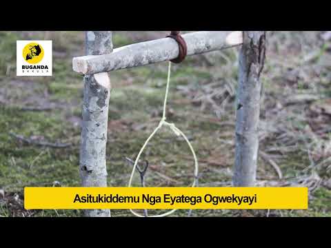 Asitukiddemu Nga Eyatega Ogwekyayi - Engero N'amakulu - Buganda Ekkula