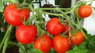 Смотреть онлайн Выращивание помидоров в домашних условиях