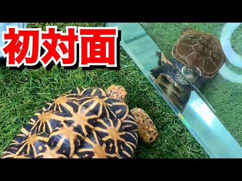 水ガメと陸ガメの違い