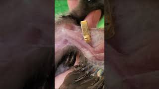 Download lagu Beli ayam 1 bln dari SANGO FARM mp3