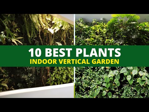 Top 10 Plants for Your Indoor Vertical Garden 👌