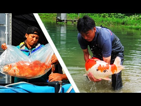 Best Koi Fish videos of 2020 | KOI COMPILATION