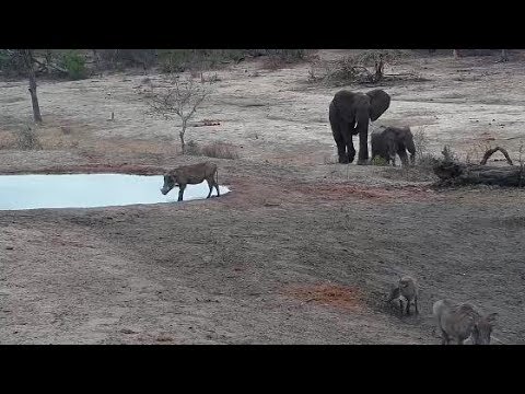 Djuma: Warthogs and Impalas move off as Elephants arrive - 11:57 - 11/01/19