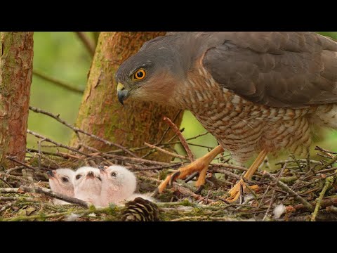 Sparrowhawk Chicks Hatching Out From Shells | 4K | Discover Wildlife | Robert E Fuller