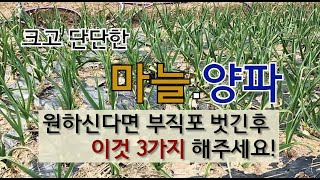 크고 단단한 마늘.양파 원하신다면 부직포 벗긴 후 이것 3가지 해주세요!  #마늘 양파 잘 가꾸는 방법.