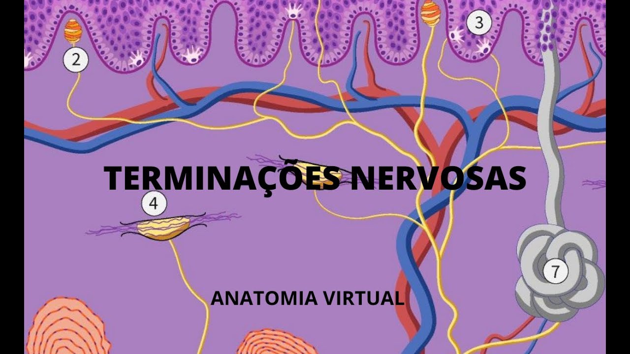 Terminações nervosas