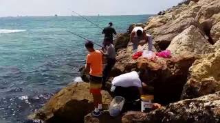 Ловля дорадо в средиземном море с берегами