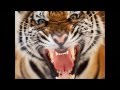Eyes of the tiger RMX Amel Bent Vs Fatman Scoop ...