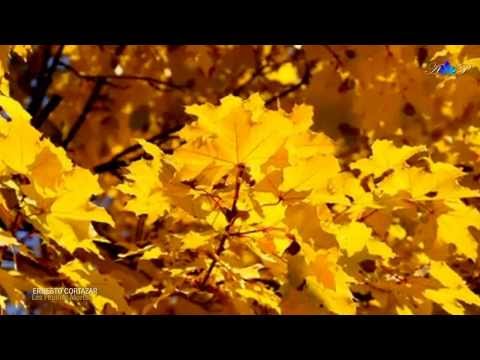 ERNESTO CORTAZAR - Les Feuilles Mortes(Autumn Leaves)