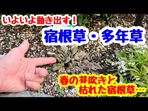 園芸 多年草の剪定、チェルシーチョップ法でより多くの花を長く咲かせる