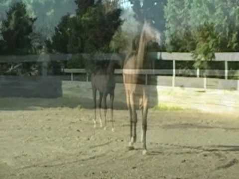 *Gazal Al Shaquab - ZZ TOP TA