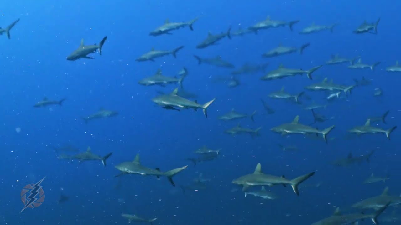 Underwater Filming: Thick thermocline underwater. Sharks and Moorish Idols Video facade placeholder