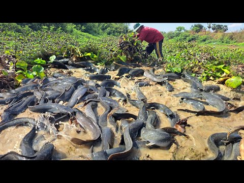 OMG Wow unique  -A farmer used a fishing boat to catch fish in a stream and caught a lot of fish.