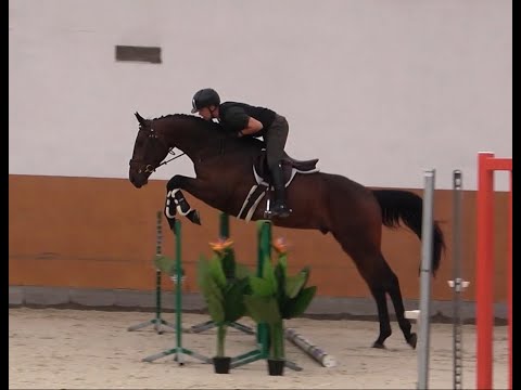 *2021 gelding, Cornet de Semilly - Con Air
