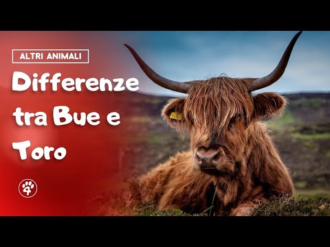 Differenze tra bue e toro 🐂 | Amoreaquattrozampe.it