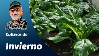CULTIVOS DE INVIERNO: acelgas, lechugas, cebollas, ajos, puerros... ¿Qué plantar en invierno