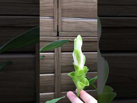 タイムは強力な防腐剤と抗菌剤です