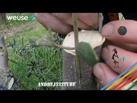 I parassiti di funghi dove si sistemano Come controllare il sangue per parassiti
