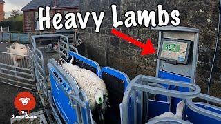 HOW MUCH WILL MY LAMBS MAKE?  |  Farmer sells sheep at market
