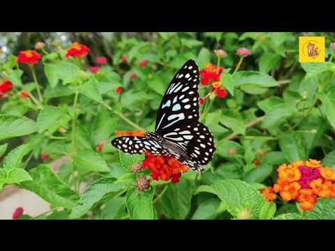 Kupu Kupu Yang Lucu | Lagu Anak Nusantara | Balita | Mow Mow TV