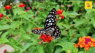 Download lagu Kupu Kupu Yang Lucu | Lagu Anak Nusantara | Balita | Mow Mow TV mp3 Download lagu Kupu Kupu Yang Lucu | Lagu Anak Nusantara | Balita | Mow Mow TV mp3