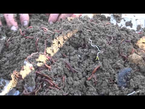 earthworms - Organic Livestock