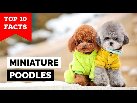 Miniature Poodle - Top 10 Facts