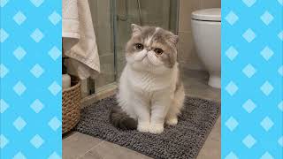 【癒し】ねこ日和 🐈｜87個の表情 かわいい猫たちと過ごす、癒しのひととき ｜AIもふもふランド #もふもふ 　#ねこ日和 #ねこ #癒し #ねこ動画　 #かわいい #kawaii #BGM