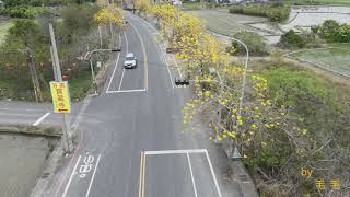 彰化芬園彰南路黃金風鈴木(黃花風鈴木)