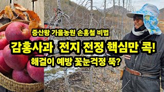 감홍사과 나무 전지 전정 가지치기 핵심만   충북괴산 가을농원 증산왕 손홍철 나무꾼은 이렇게 한다 [사과재배…