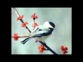 Little Bird, Little Bird (Fly Through My Window ...