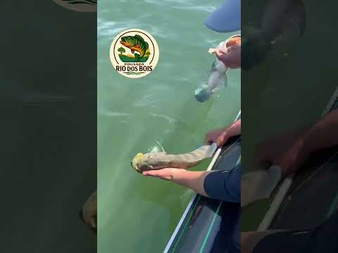 Pousada Rio dos bois #mercury #megabass #bassboat #pescaesportiva #bassfishing #pousadas #tucunare