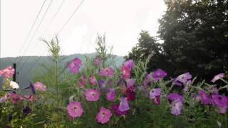 Agron Berisha - Lulekuqe Une Per Ty Mblodha