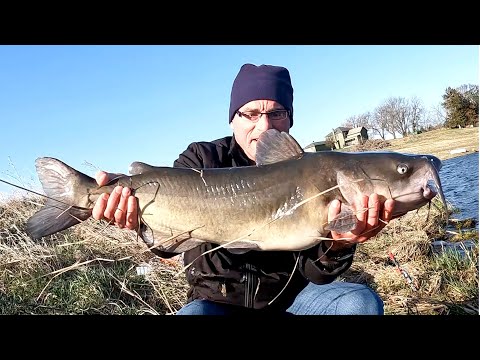 A Massive Fish was Hiding in This Forgotten Farm Pond (Big Iowa Catfish)